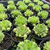 [PACK of 10 PLANTS] x Sempervivum 'Atlanticum' (CLUSTER)