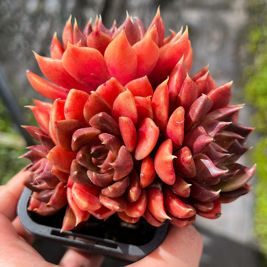 red prince succulent Echeveria 'Black Prince' – LET LOVE GROW (Succulent & Cactus)