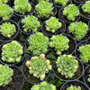 [PACK of 10 PLANTS] x Sempervivum 'Atlanticum' (CLUSTER)
