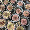 [PACK of 10 PLANTS] x Sempervivum calcareum 'Atropurpureum'