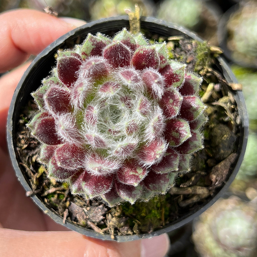 Sempervivum 'Winter Beauty' (NO PUP)