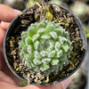 Sempervivum 'Winter Beauty' (NO PUP)
