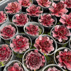 [PACK of 10 PLANTS] x Sempervivum 'Granby'