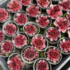 [PACK of 10 PLANTS] x Sempervivum 'Granby'