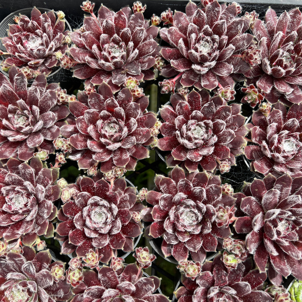 [PACK of 10 PLANTS] x Sempervivum 'Pacific Feather Power'