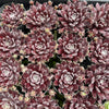[PACK of 10 PLANTS] x Sempervivum 'Pacific Feather Power'
