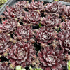 [PACK of 10 PLANTS] x Sempervivum 'Pacific Feather Power'