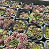 [PACK of 10 PLANTS] x Jovibarba v sobolifera (w/pups)