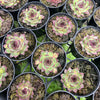 [PACK of 10 PLANTS] x Sempervivum 'Edge of night' (NO PUP)