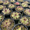 [PACK of 10 PLANTS] x Sempervivum 'Edge of night' (NO PUP)
