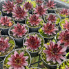[PACK of 10 PLANTS] x Sempervivum 'Gabrielle'