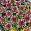 [PACK of 10 PLANTS] x Sempervivum 'Gabrielle'