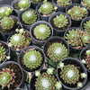 [PACK of 10 PLANTS] x Sempervivum arachnoïdeum 'Bascour Silver'