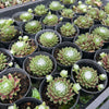 [PACK of 10 PLANTS] x Sempervivum arachnoïdeum 'Bascour Silver'