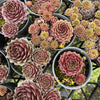 [PACK of 10 PLANTS] x Sempervivum 'Topaz'