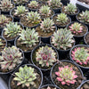 [PACK of 10 PLANTS] x Sempervivum 'Lavender and Old Lace'