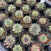 [PACK of 10 PLANTS] x Sempervivum 'Lavender and Old Lace'