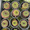 [PACK of 10 PLANTS] x Sempervivum 'Edge of night' (NO PUP)