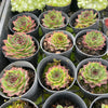 [PACK of 10 PLANTS] x Sempervivum 'Edge of night' (NO PUP)