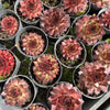 [PACK of 10 PLANTS] x Sempervivum 'Bronco' (NO PUP)