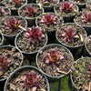 [PACK of 10 PLANTS] x Sempervivum tectorum 'Squib' (w/pup)