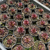 [PACK of 10 PLANTS] x Sempervivum tectorum 'Squib' (w/pup)