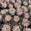 [PACK of 10 PLANTS] x  Sempervivum 'Hairy Grey'