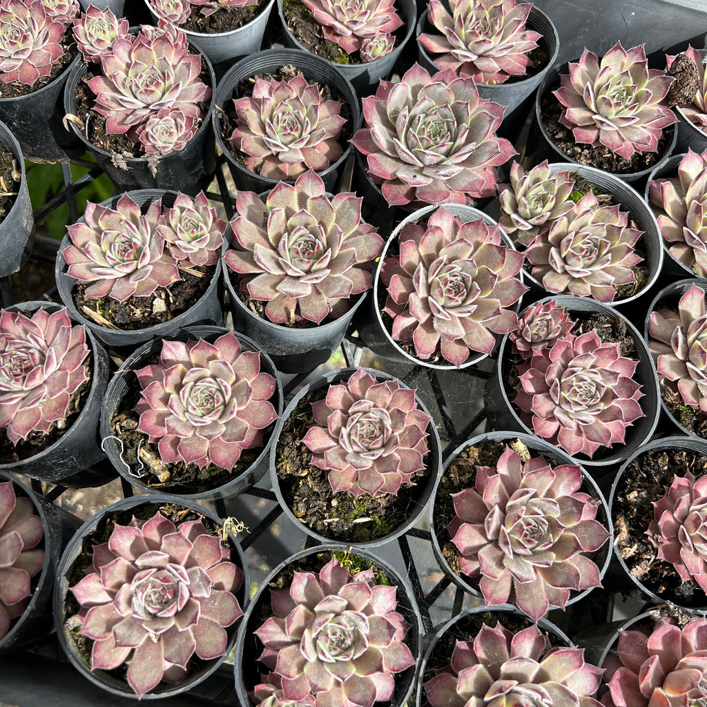 [PACK of 10 PLANTS] x  Sempervivum 'Hairy Grey'