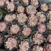 [PACK of 10 PLANTS] x  Sempervivum 'Hairy Grey'