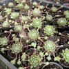 [PACK of 10 PLANTS] x Sempervivum 'Ashes of Roses' (w/pup)