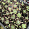 [PACK of 10 PLANTS] x Sempervivum 'Ashes of Roses' (w/pup)