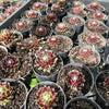 [PACK of 10 PLANTS] x Sempervivum arachnoideum 'Rubin'