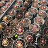 [PACK of 10 PLANTS] x Sempervivum arachnoideum 'Rubin'