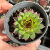 Sempervivum caucasicum (w/1 pup)
