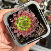 Sempervivum caucasicum (w/1 pup)