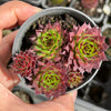 Sempervivum caucasicum (w/1 pup)