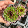 Sempervivum caucasicum (w/1 pup)