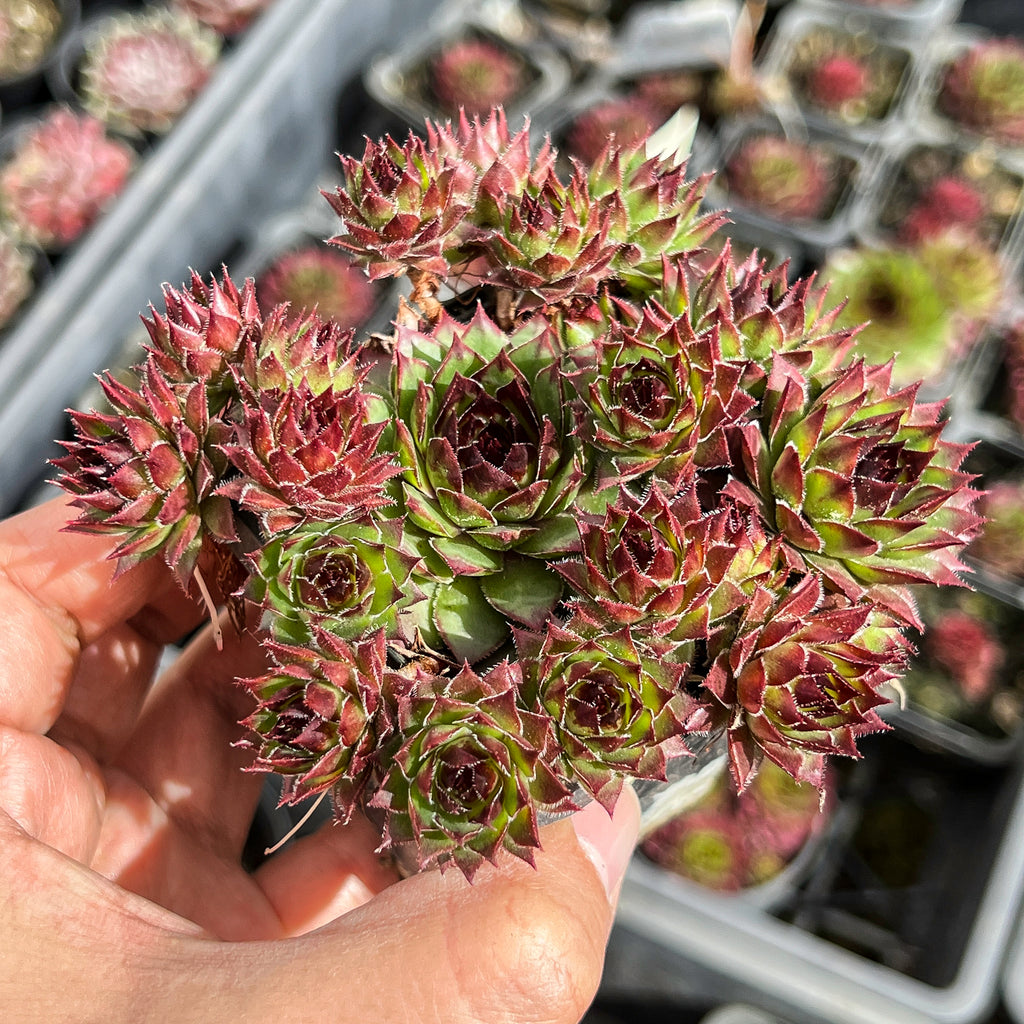 Sempervivum caucasicum (w/1 pup)