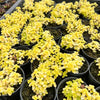 [PACK of 10 PLANTS] x Sedum makinoi 'Ogon'