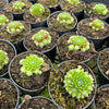 [PACK of 10 PLANTS] x Sempervivum 'Pixie' (XS)