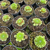 [PACK of 10 PLANTS] x Sempervivum 'Pixie' (XS)