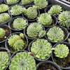 [PACK of 10 PLANTS] x  Sempervivum ‘Emmchen’