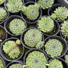 [PACK of 10 PLANTS] x  Sempervivum ‘Emmchen’