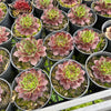 [PACK of 10 PLANTS] x Sempervivum cv. 'Weighton's Red'