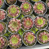 [PACK of 10 PLANTS] x Sempervivum cv. 'Weighton's Red'