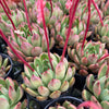 [PACK of 10 PLANTS] x Echeveria 'Golden Bear'