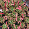 [PACK of 10 PLANTS] x Echeveria 'Golden Bear'