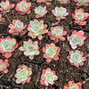 [PACK of 10 PLANTS] x Echeveria Laulensis (has marks)