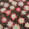 [PACK of 10 PLANTS] x Echeveria Laulensis (has marks)