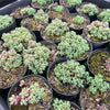[PACK of 10 PLANTS] x Sedum dasyphyllum 'Lilac Mound'